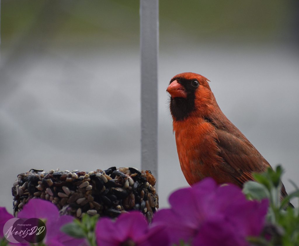 Cardinal rouge (mâle)